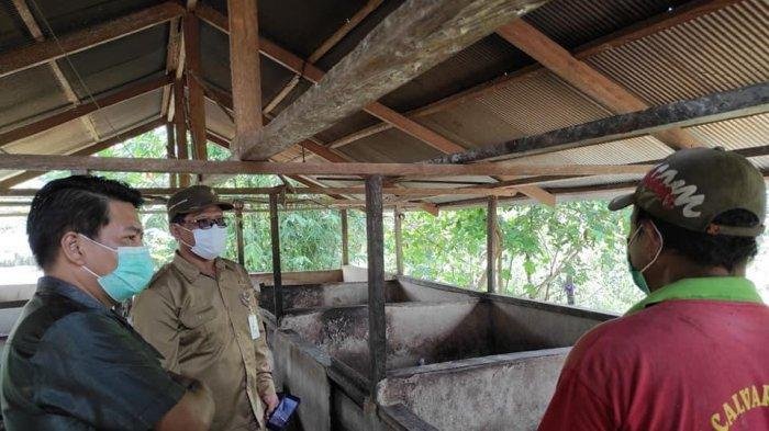 Ternak Babi Terserang ASF, Ini Harapan DPRD Berau