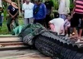 Dianggap Keramat, Buaya Labuan Cermin Kembali Dilepaskan