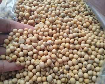 Harga Kedelai Naik lagi, Pedagang Tahu Tempe Mengeluh