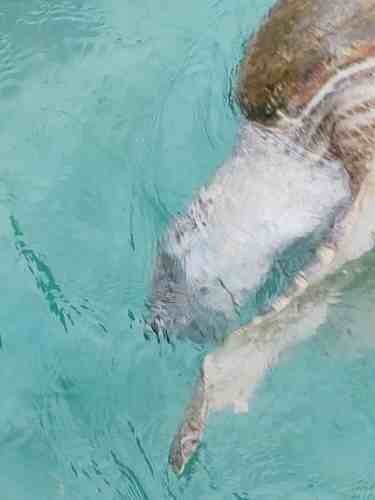 Kembali, Penyu Hijau Mati Diduga Karena Terkena Baling-Baling