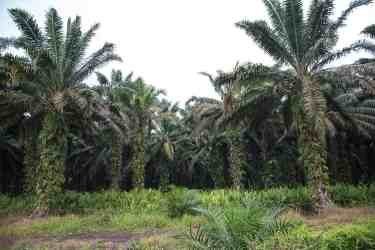 Terkait Tapal Batas Perkebunan, ASRM Minta Perkebunan Sawit Taati Aturan