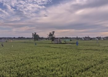 Dinas Pertanian Berau Usahakan Semua Petani Dapat Bantuan