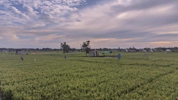 Dinas Pertanian Berau Usahakan Semua Petani Dapat Bantuan
