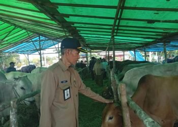 Jelang Idhul Adha, Distanak Sidak Hewan Kurban