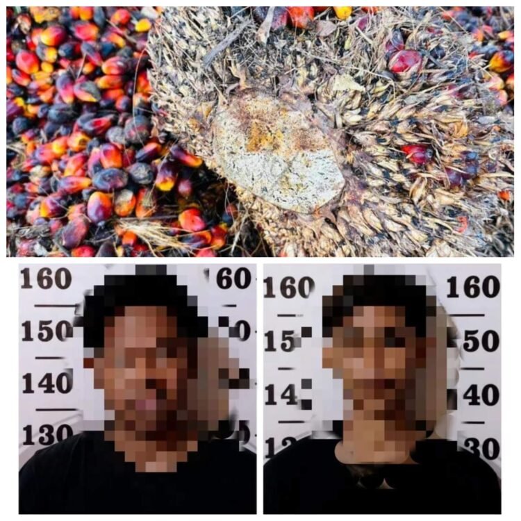 Curi 150 Tandan Kelapa Sawit, Polsek Teluk Bayur Amankan 2 Tersangka