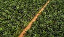 Kebutuhan Pupuk Petani Sawit Belum Terpenuhi