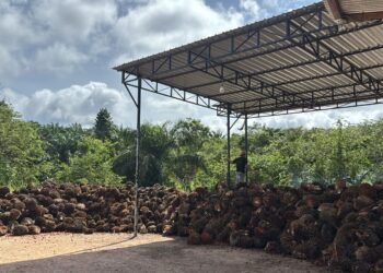 Harga Sawit Melonjak , Disbun Harap Timbangan Ramp Truk TBS Harus Rutin Di Kalibrasi