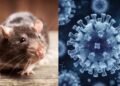 Dinkes Berau Perketat Pemantauan Hantavirus, Warga Diminta Waspada Tikus Pembawa Virus