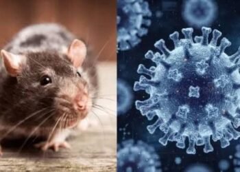 Dinkes Berau Perketat Pemantauan Hantavirus, Warga Diminta Waspada Tikus Pembawa Virus