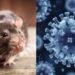 Dinkes Berau Perketat Pemantauan Hantavirus, Warga Diminta Waspada Tikus Pembawa Virus
