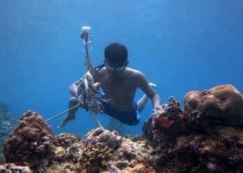 Biota Dilindungi Diburu di Maratua, Pemkab Berau Perintahkan Pengawasan Diperketat