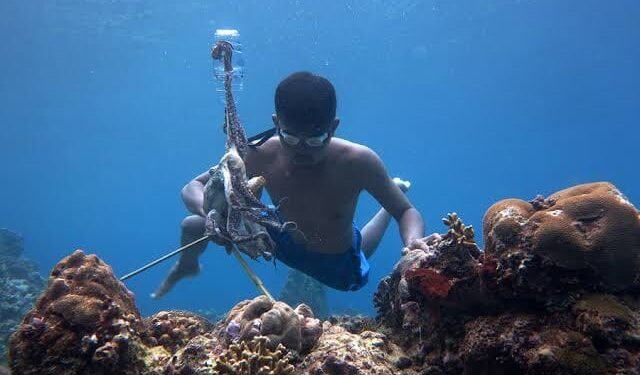 Biota Dilindungi Diburu di Maratua, Pemkab Berau Perintahkan Pengawasan Diperketat