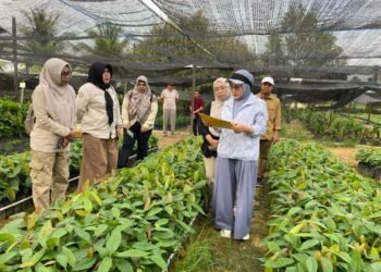 200 Ribu Bibit Kakao Disiapkan, Berau Perluas Kebun hingga 200 Hektare