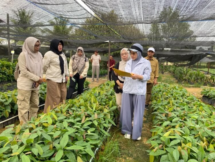 200 Ribu Bibit Kakao Disiapkan, Berau Perluas Kebun hingga 200 Hektare